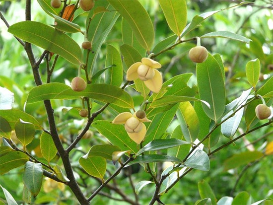 Hoài niệm một mùi hoa